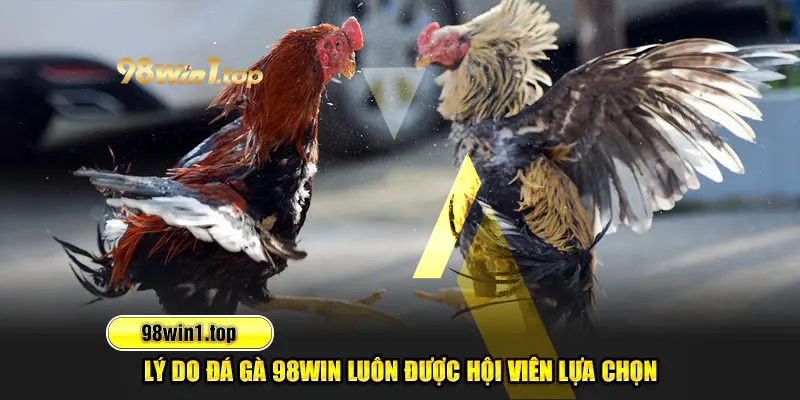 Lý do đá gà 98Win luôn được hội viên lựa chọn