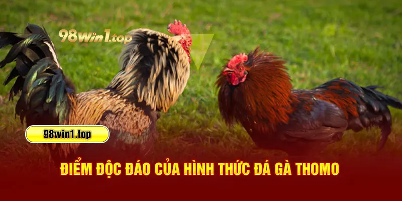 Điểm độc đáo của hình thức đá gà Thomo