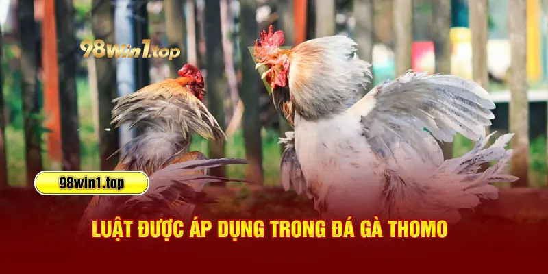Luật sử dụng trong đá gà Thomo 