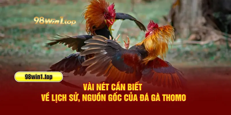 Vài nét cần biết về lịch sử, nguồn gốc của đá gà Thomo